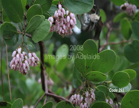 Common Manzanita